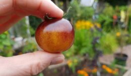 Workshopreeks-moestuinieren-2