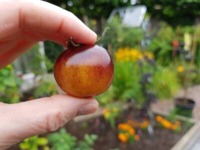 Workshopreeks-moestuinieren-2