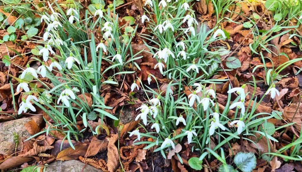 Sneeuwklok - foto aangeleverd