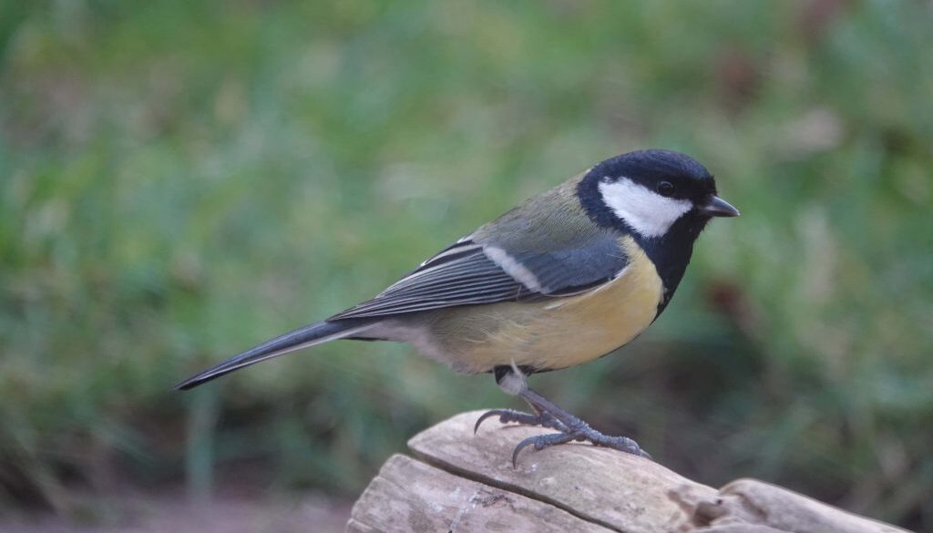 vogelzangexcursie - foto aangeleverd