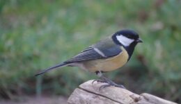 vogelzangexcursie - foto aangeleverd