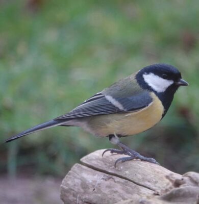 vogelzangexcursie - foto aangeleverd