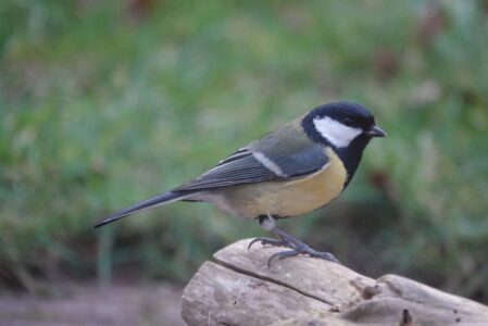 vogelzangexcursie - foto aangeleverd