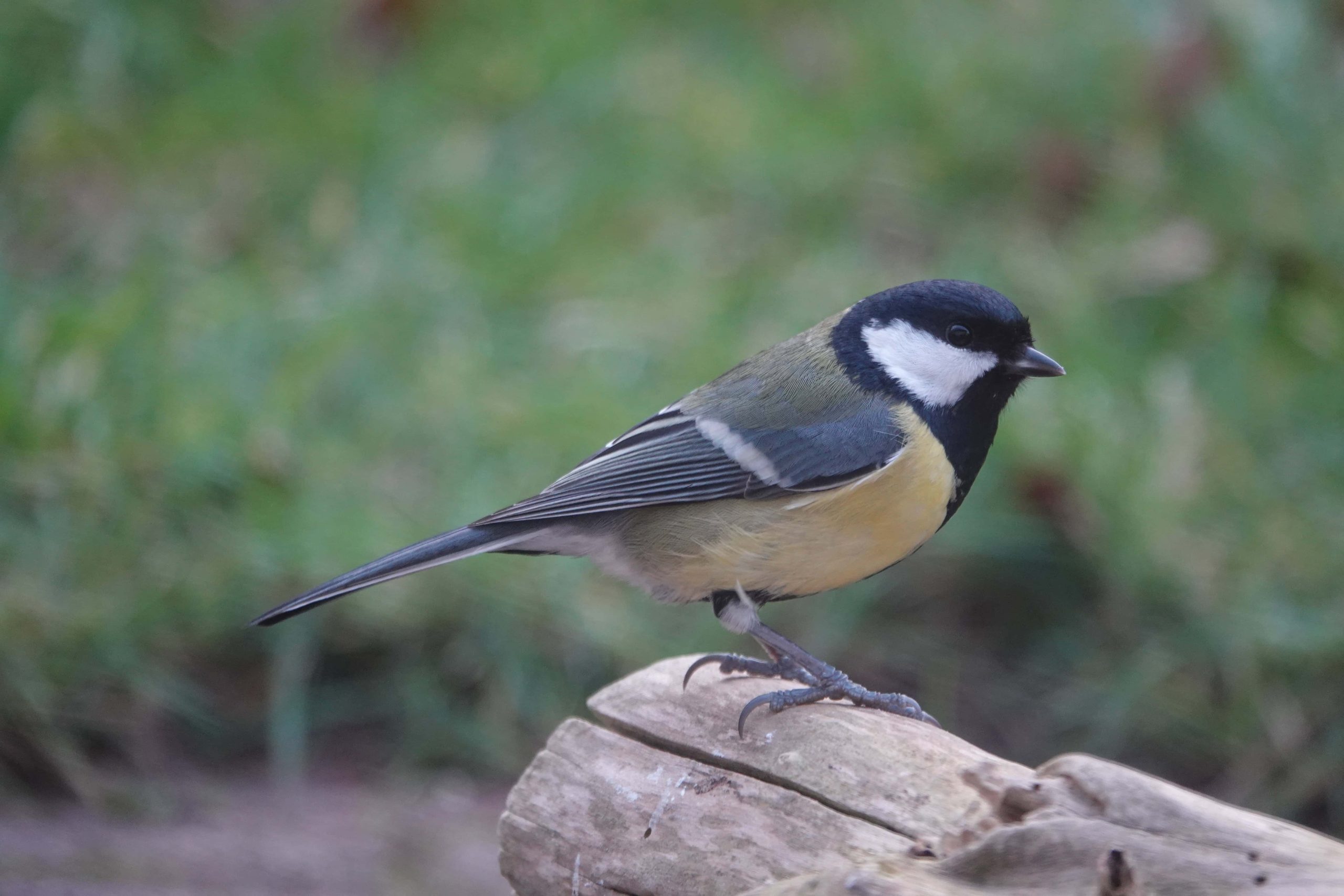 vogelzangexcursie - foto aangeleverd