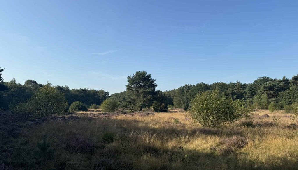 Staphorsterbos - foto Arjen Lensen