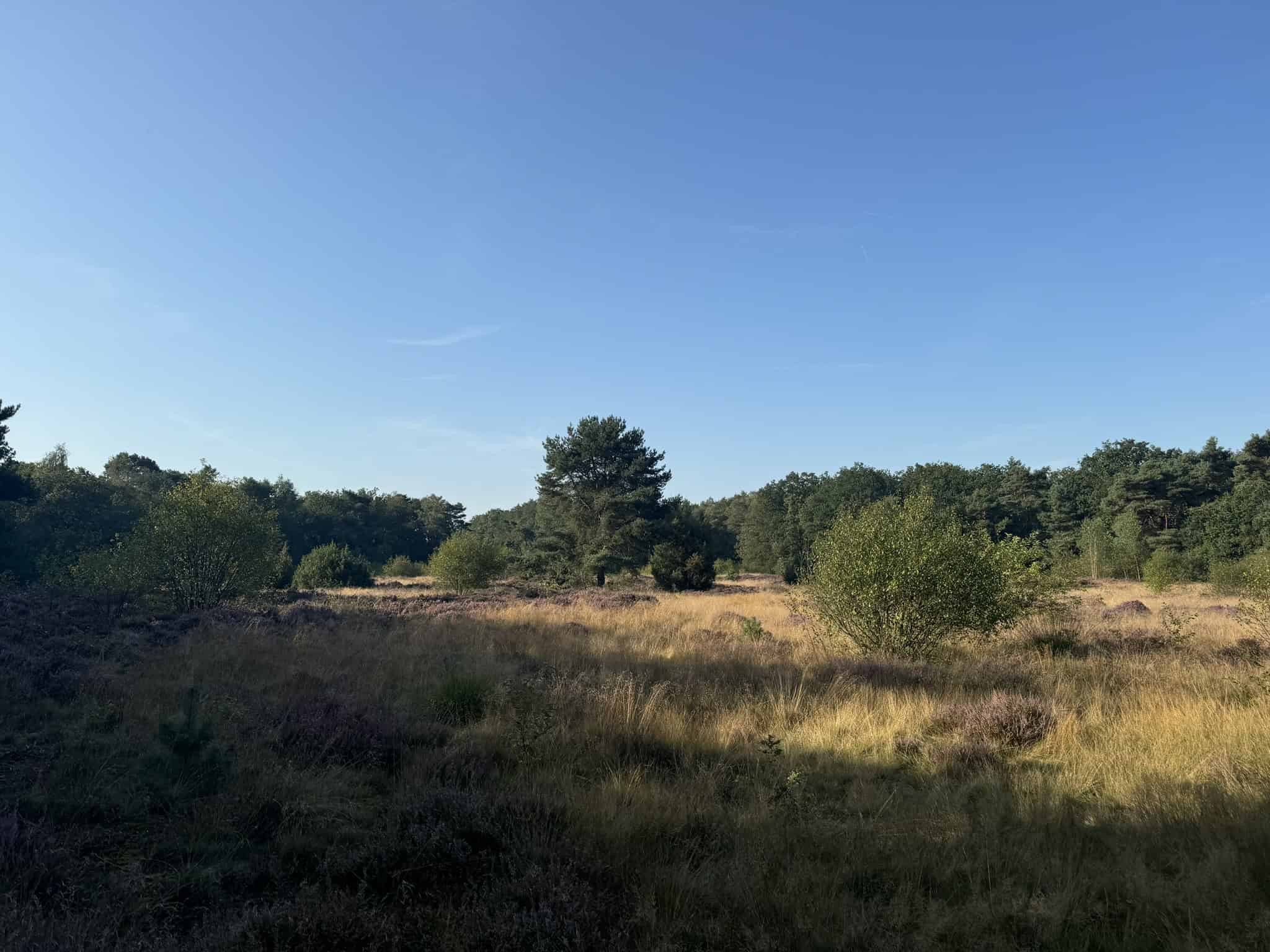 Staphorsterbos - foto Arjen Lensen