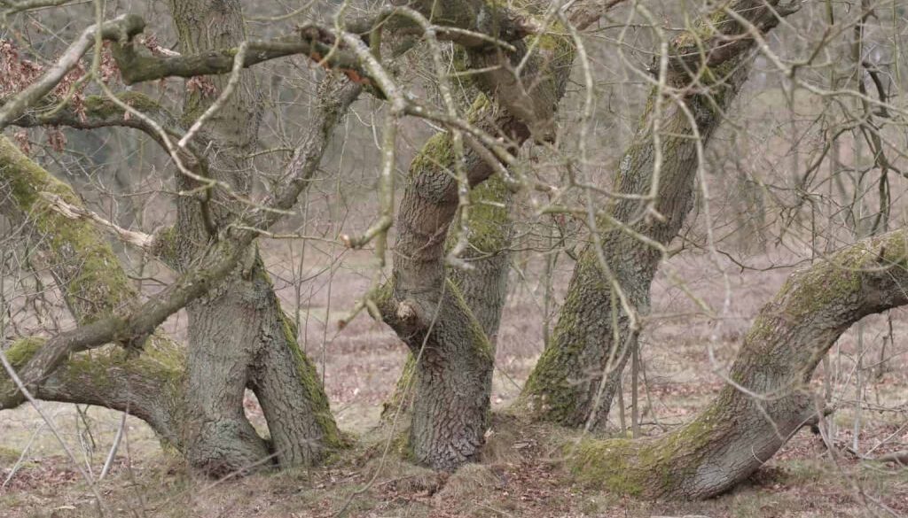Nationaal Park Drentsche Aa Strubben -foto aangeleverd