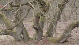 Nationaal Park Drentsche Aa Strubben -foto aangeleverd