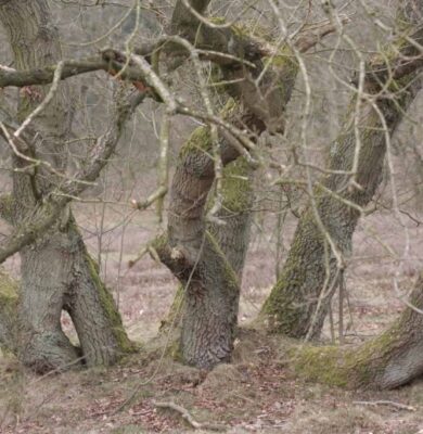 Nationaal Park Drentsche Aa Strubben -foto aangeleverd