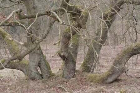 Nationaal Park Drentsche Aa Strubben -foto aangeleverd
