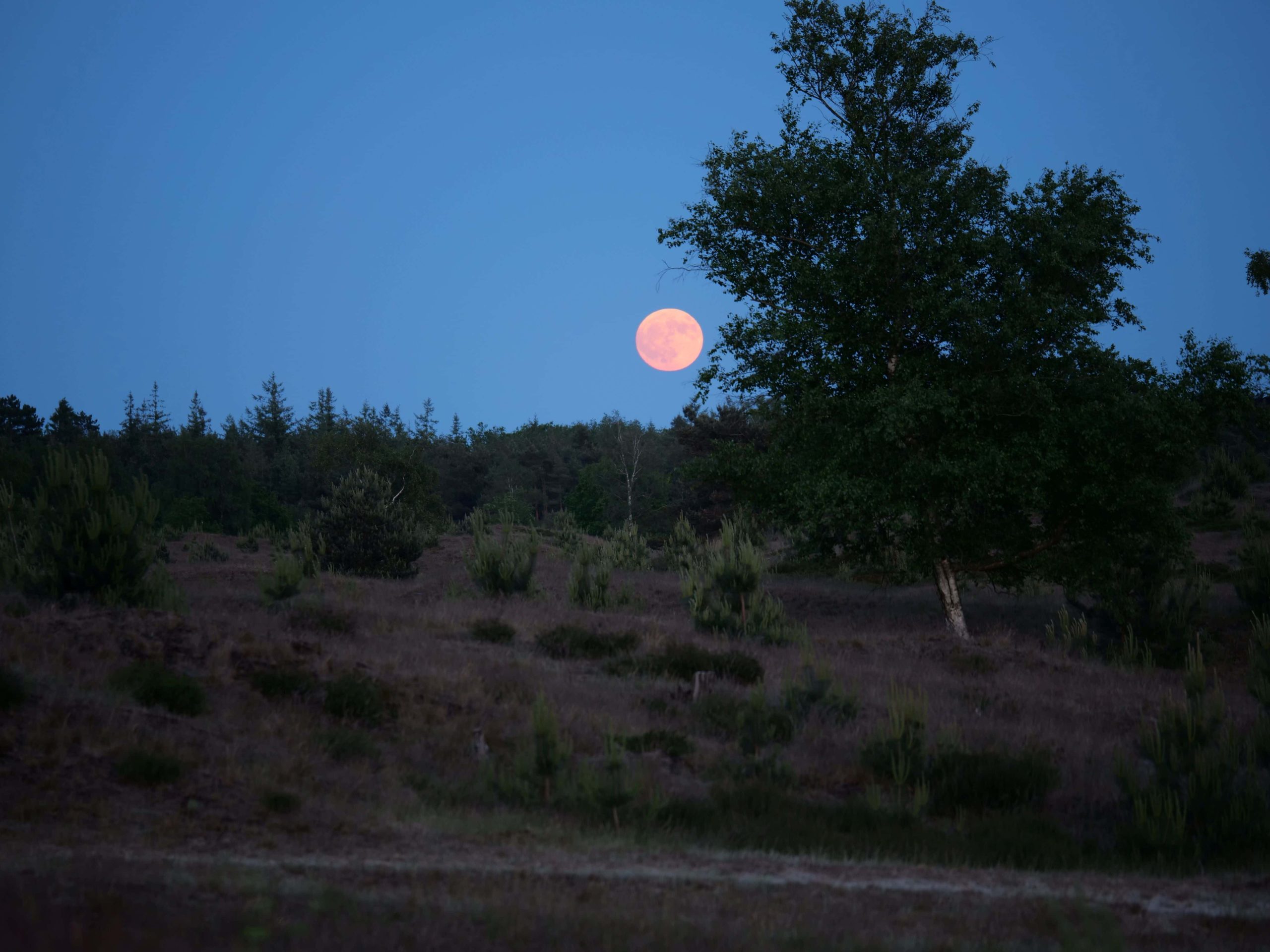 Volle maan Aekingerzand - foto Joke van der Lei