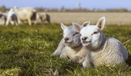 lammetjes (Foto Pixabay)
