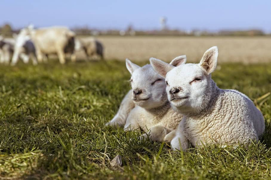 lammetjes (Foto Pixabay)