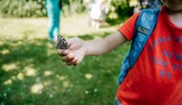 Insectensafari - foto Nander de Wijk