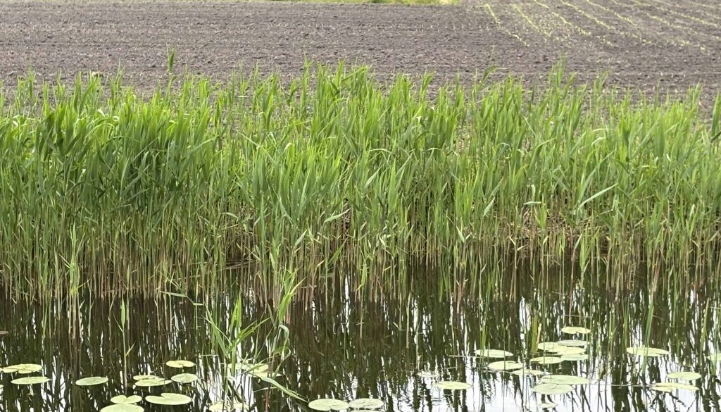 Droogte opgefrist - foto aangeleverd
