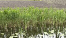 Droogte opgefrist - foto aangeleverd