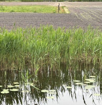 Droogte opgefrist - foto aangeleverd