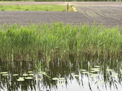 Droogte opgefrist - foto aangeleverd