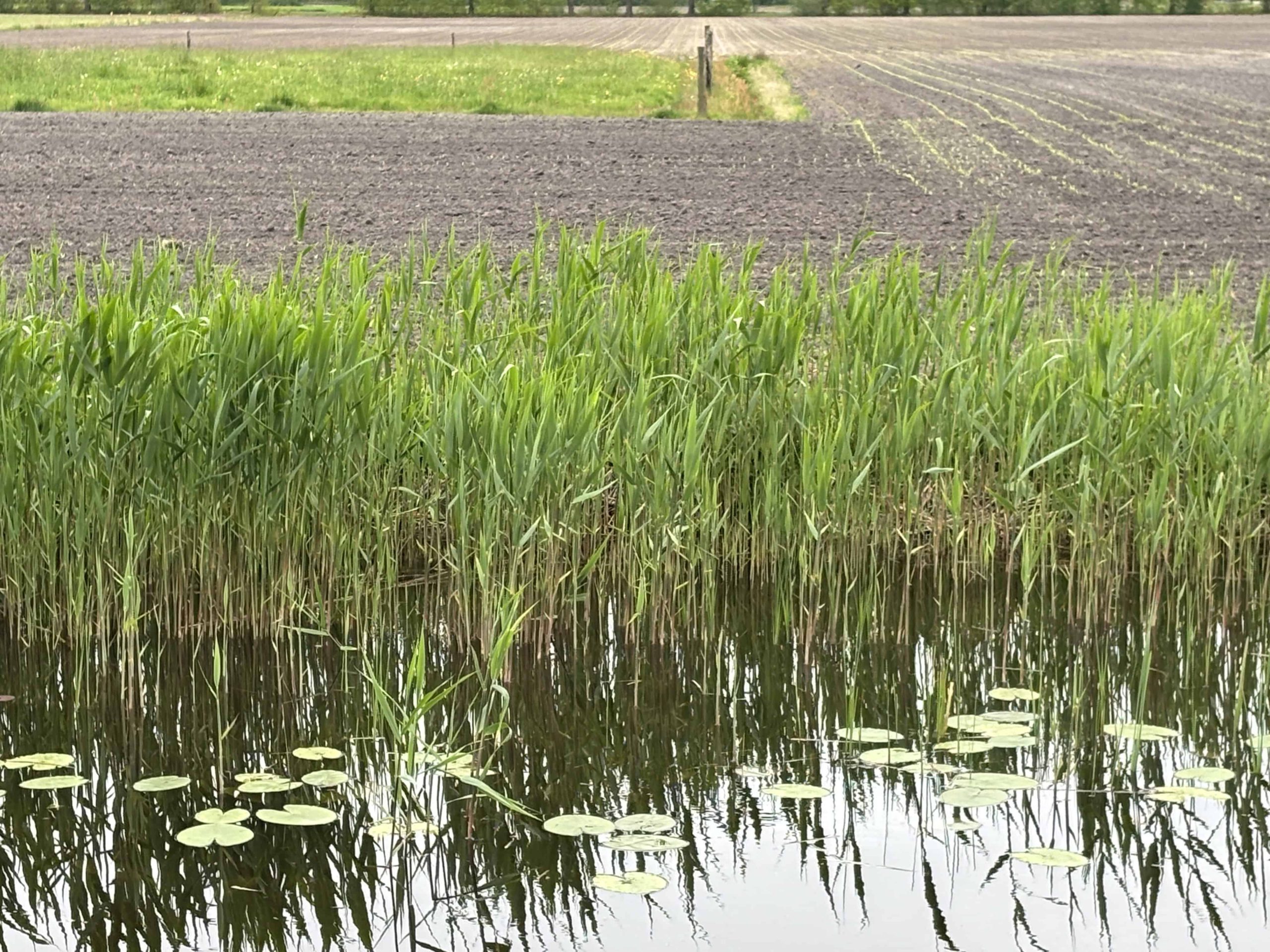 Droogte opgefrist - foto aangeleverd