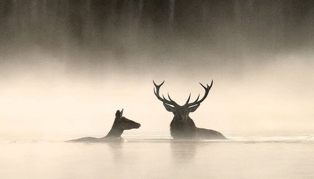 Whispers in the Woods - foto aangeleverd