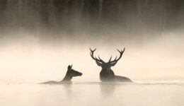 Whispers in the Woods - foto aangeleverd