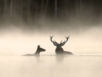 Whispers in the Woods - foto aangeleverd
