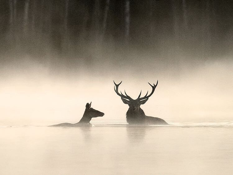 Whispers in the Woods - foto aangeleverd
