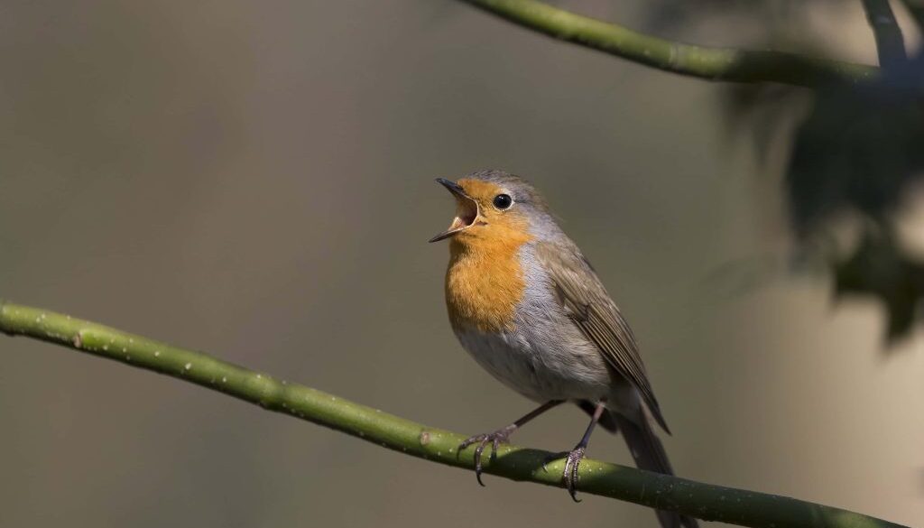 Roodborst zingend op een hulsttak met wijd opengesperde snavel (foto Bert Ooms)