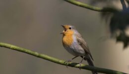 Roodborst zingend op een hulsttak met wijd opengesperde snavel (foto Bert Ooms)
