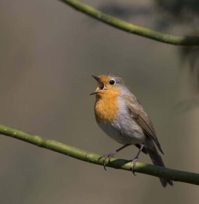 Roodborst zingend op een hulsttak met wijd opengesperde snavel (foto Bert Ooms)