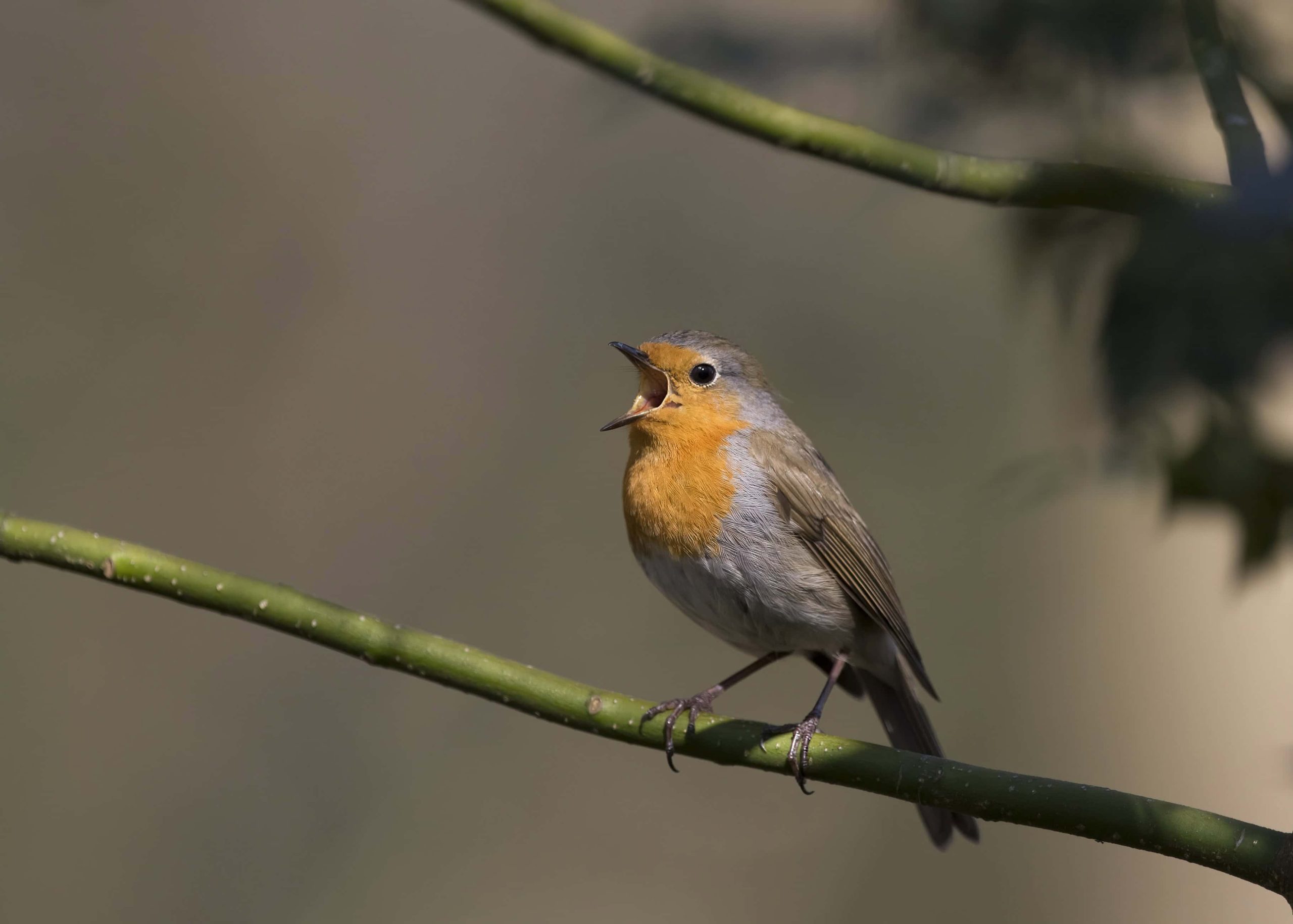 Roodborst zingend op een hulsttak met wijd opengesperde snavel (foto Bert Ooms)