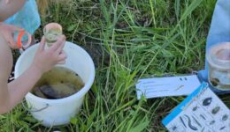 Waterbeestjes onderzoeken (foto IVN Natuureducatie)