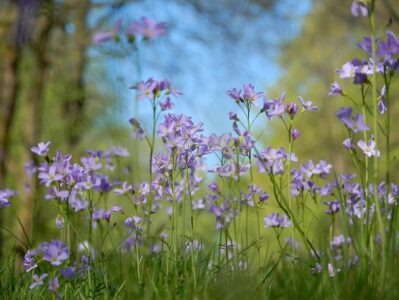 pinksterbloemen (Foto Pixabay)