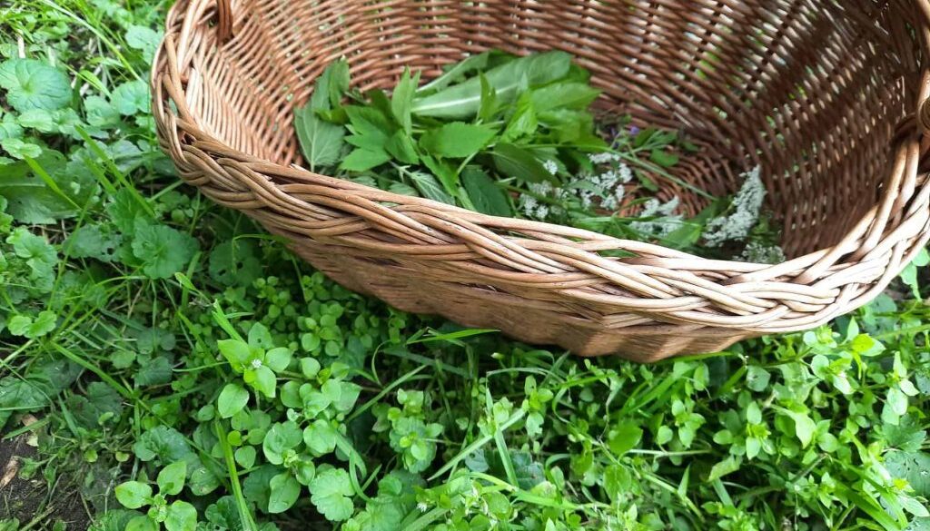 Wildplukwandeling (foto Leah Groeneweg)