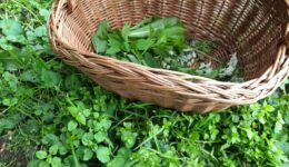 Wildplukwandeling (foto Leah Groeneweg)
