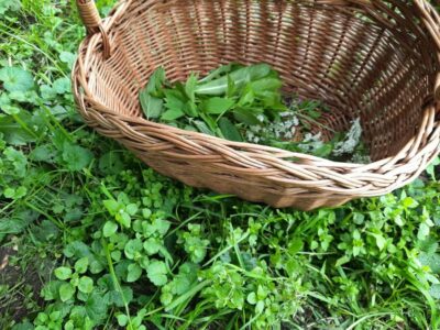 Wildplukwandeling (foto Leah Groeneweg)