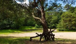 Bosbergwandeling (foto Laura Csonka)