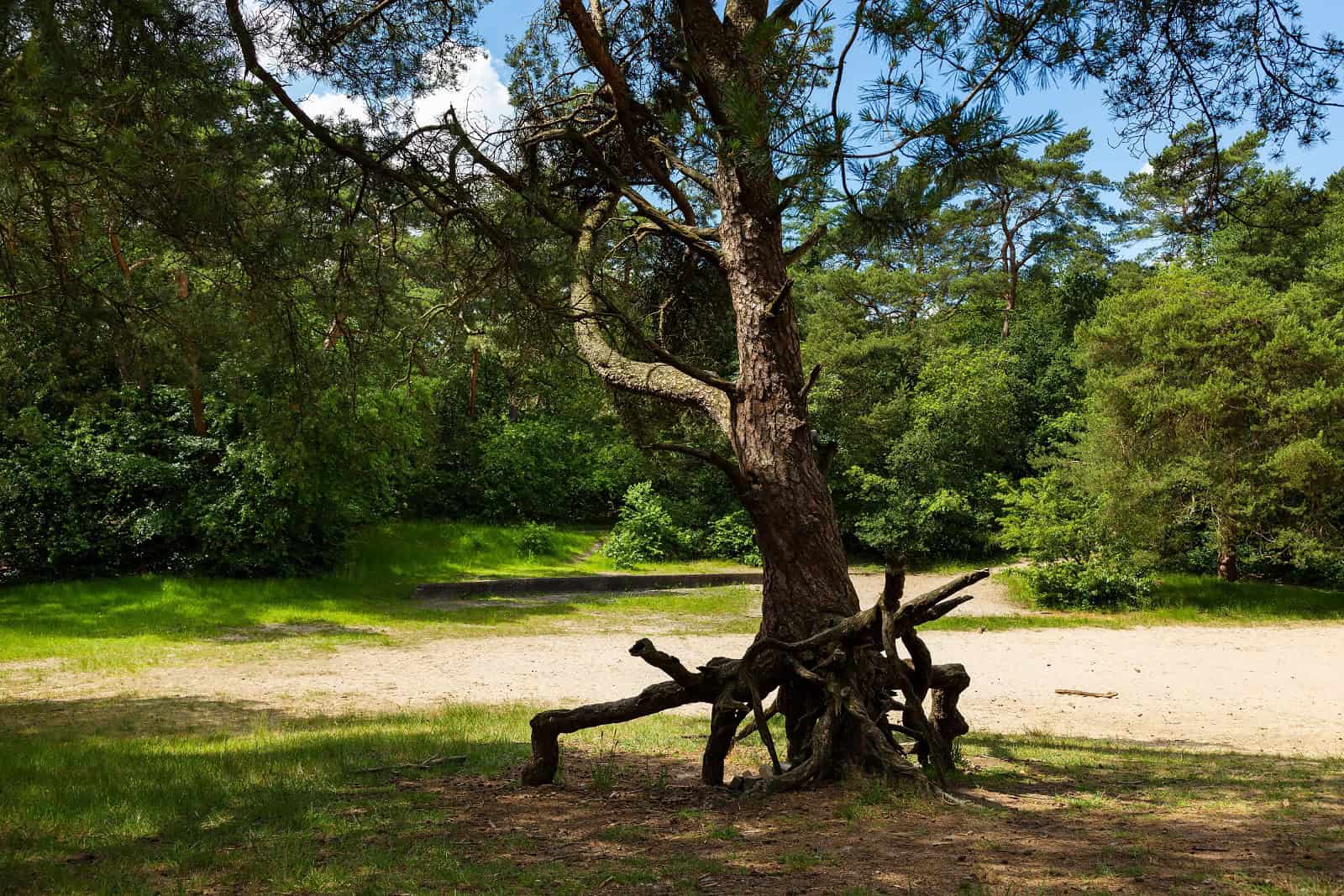 Bosbergwandeling (foto Laura Csonka)