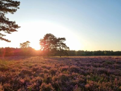 Heideveld met avondzon (foto aangeleverd)