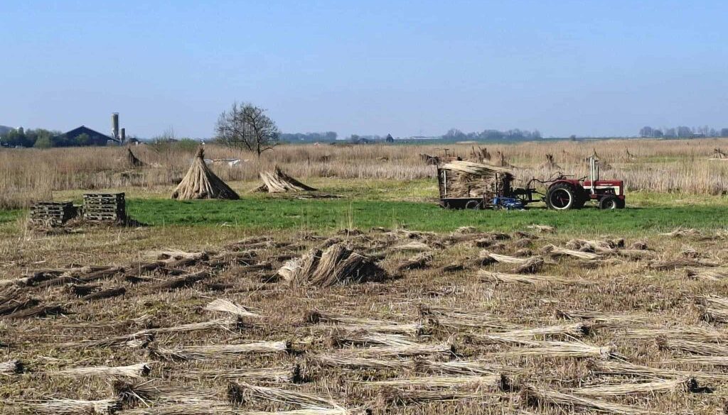 Rietoogst nabij Nederland foto Ingrid de Roode
