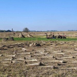 Rietoogst nabij Nederland foto Ingrid de Roode