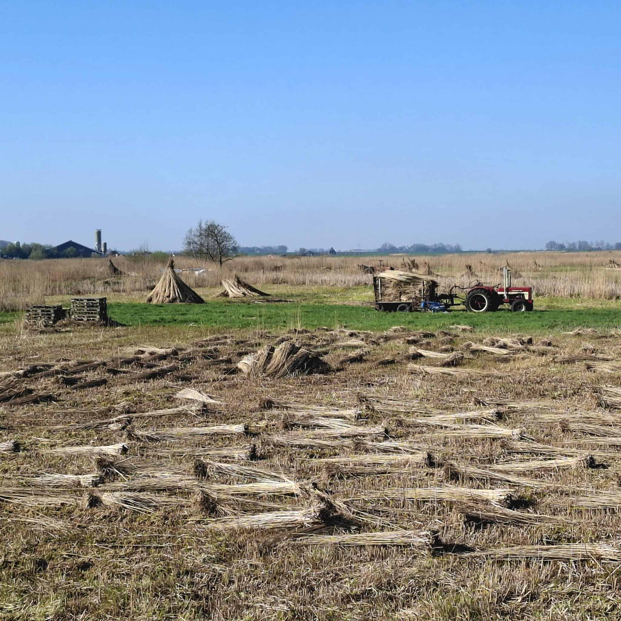 Rietoogst nabij Nederland foto Ingrid de Roode