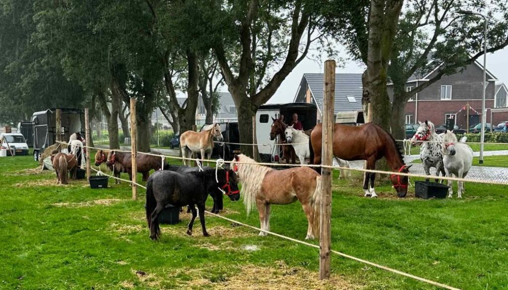 Ponymarkt Scheerwolde (foto Dirk Brans)