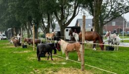 Ponymarkt Scheerwolde (foto Dirk Brans)