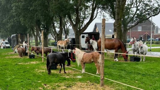 Ponymarkt Scheerwolde (foto Dirk Brans)