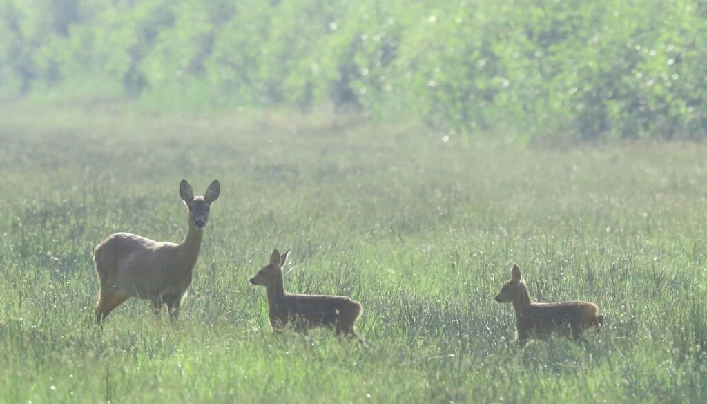 ree met twee kalfjes (foto Gerrit Lammers)