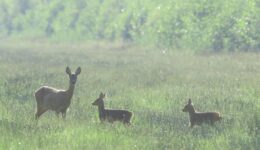 ree met twee kalfjes (foto Gerrit Lammers)