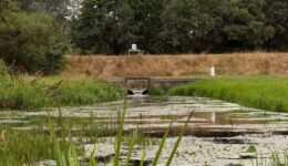 Update droogteblog (foto aangeleverd)