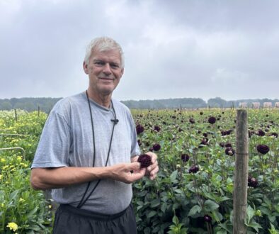 Jos Paulssen is dahliateler