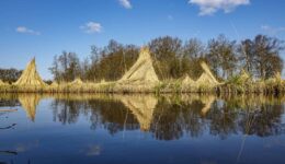 Riet van rietteler Wout van de Belt in de Weerribben-Wieden.